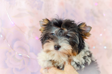 Two month old puppy Biewer-Yorkshire Terrier on a pink floral background.  A puppy is looking at camera and sitting on hands. Too cute