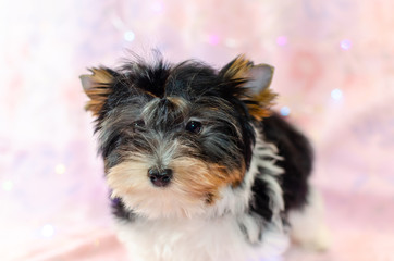 Two month old puppy Biewer-Yorkshire Terrier on a pink floral background. A puppy is looking at camera. Too cute