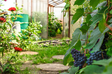 Country landscape with blue grapes.