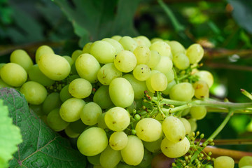 A bunch of green grapes. Close-up. Harvesting. Growing grapes in the country.