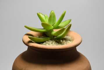 Succulent in handmade ceramic pot 