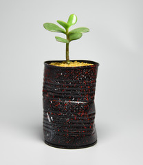 Succulent in recycled and painted can pot on gray background