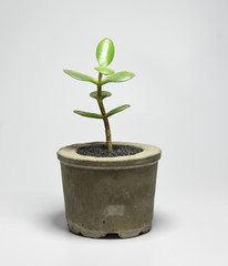 Succulent in recycled and painted can pot on gray background