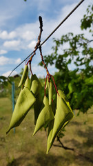 Branch of a tree. Dried branch is hanging upside down on wire with blurry landscape background. Dry yellow green leaves on red stems of twigs closeup in bright sunlight.