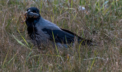 Black Headed Crow Eating a Dead Frog