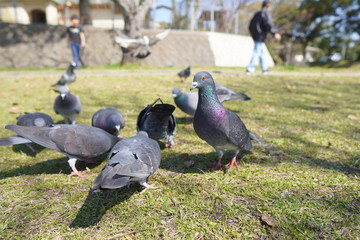 pigeons in the park