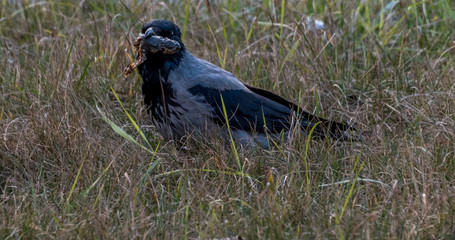 Black Headed Crow Eating a Dead Frog