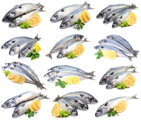 Mackerel fish on white background