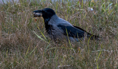 Black Headed Crow Eating a Dead Frog