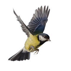 photo of fast flying isolated great tit