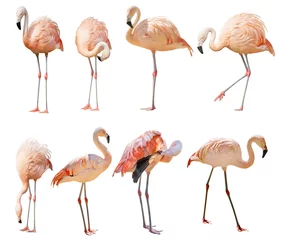 Selbstklebende Fototapeten isoliert auf weiss acht flamingo © Alexander Potapov