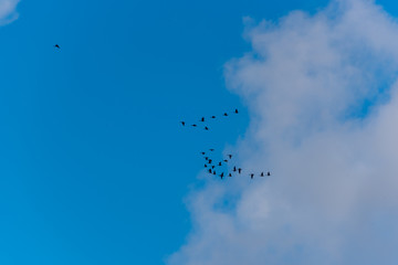 Cormorants Flying in Formation in a Sunny Sky