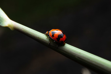 The ladybug is walking on a green branch in the garden. Close up of the Red insects are walking on green leaves..