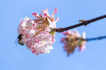 Closeup of honey bee (Apis mellifera) on Viburnum flowers in early spring