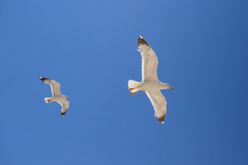gabbiani in volo
