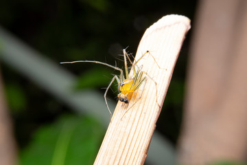 Closeup of the yellow spider walking on the green leaf on black background. The beauty of the Golden Yellow head Spider on green leaf in the forest.
