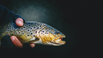Close-up trout in the hand of a fisherman on a dark background.