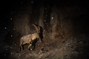 Wild bezoar goat in the nature habitat. Very rare and endangered animal close up. Caucasian wildlife.Big and charismatic creature. Bezoar ibex. Capra aegagrus.