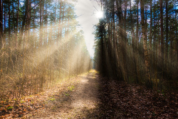 Path in a Forest on a Spring Day in Latvia with Mystical Rays of Light