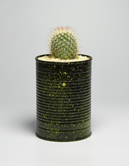 Cacti in recycled and painted can pot on gray background