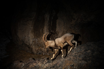 Wild bezoar goat in the nature habitat. Very rare and endangered animal close up. Caucasian wildlife.Big and charismatic creature. Bezoar ibex. Capra aegagrus.