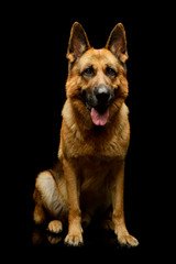 Studo shot of an adorable german shepherd dog