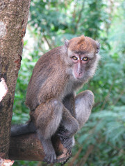 CLOSE UP: Cute macaque monkey sits on a branch and looks around the jungle park.
