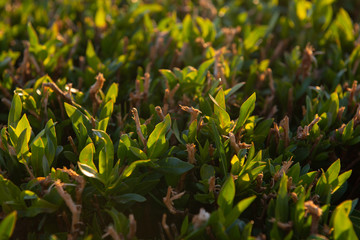 Young Green Grass - Close-up