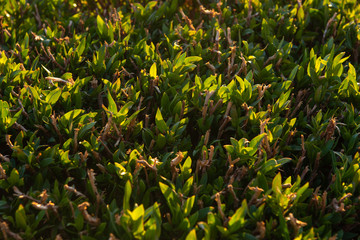 Grass - Close-up at Dawn