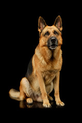 Naklejka na ściany i meble Studo shot of an adorable german shepherd dog