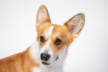 portrait funny dog (puppy) breed welsh corgi pembroke  with big smiles on a white background. not isolate