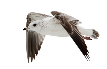 flying young European herring gull on white