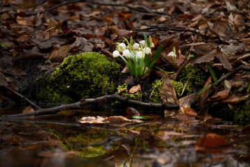 White-flowered flowers in a clearing in the forest. The first flowers are springtime. Leucojum vernum. Delicate primroses in the wild.