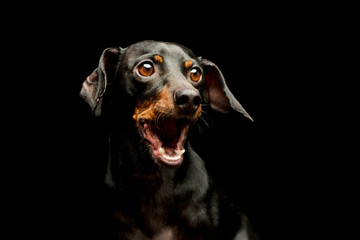 Portrait of an adorable Dachshund