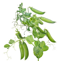 lot of green pea pods on stem with leaves