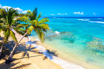 Palm trees on the wild tropical beach in Dominican Republic. Vacation travel background