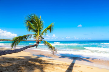 Palm tree on the wild tropical beach in Dominican Republic. Vacation travel background
