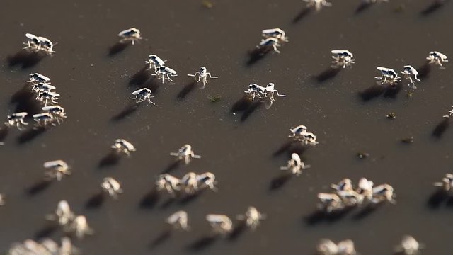 Dipterans of the genus Brachydeutera jump in and out of focus while skating on the surface of stagnant water