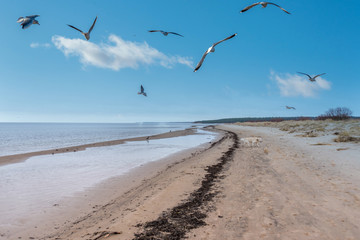 Birds over a Baltic Sea Beach on a Sunny Day
