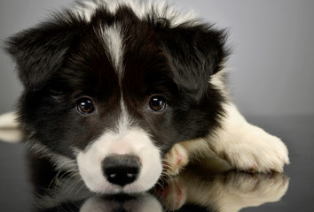 Portrait of a beautiful border collie puppy