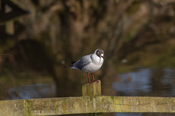 Black-Headed Gulls. Non breeding adult Black Headed Gull