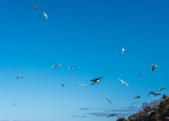 Birds over a Baltic Sea Beach on a Sunny Day