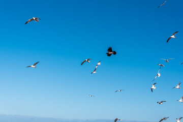 Birds over a Baltic Sea Beach on a Sunny Day