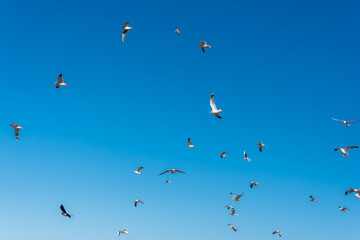 Birds over a Baltic Sea Beach on a Sunny Day