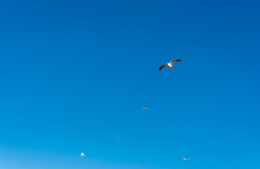 Birds over a Baltic Sea Beach on a Sunny Day