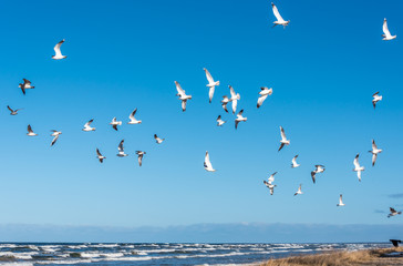 Birds over a Baltic Sea Beach on a Sunny Day