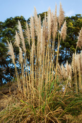 Pampas plant New Zealand