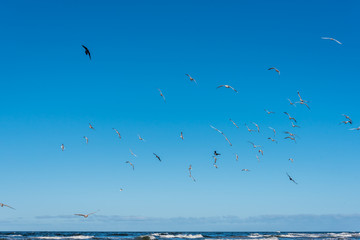Birds over a Baltic Sea Beach on a Sunny Day