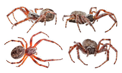 isolated on white four orb-weaver spiders