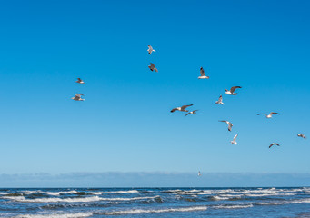 Birds over a Baltic Sea Beach on a Sunny Day